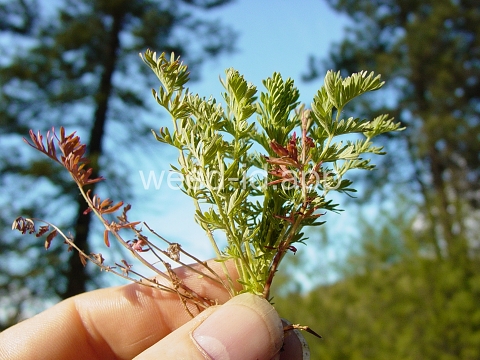 burnet, annual